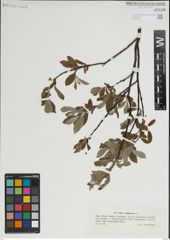 Foto von Salix lapponum L.